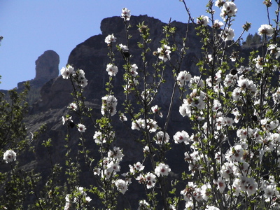 Foto Mandelblüte mit Roque Nublo im Hintergrund