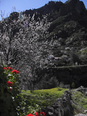 Foto Geranien mit Mandelblüten auf Gran Canaria