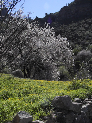 Foto Mandelblüte im Januar auf Gran Canaria