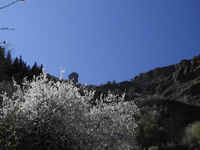 Mandelblüte im Zentrum von Gran Canaria