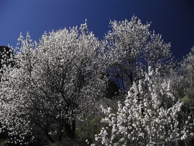 Foto der Mandelbäume in voller Blüte
