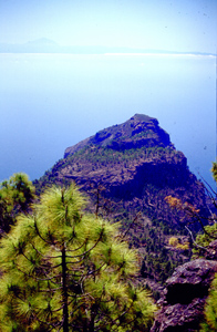 Foto vom Waldgebiet von Tamabada