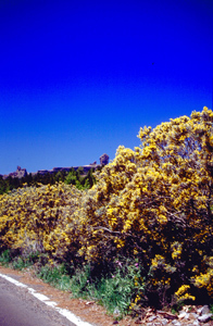 Foto der Ginsterblüte auf Gran Canaria mit Roque Nublo im Hintergrund