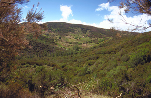 Bild vom Garajonay die höchste Erhebung auf La Gomera
